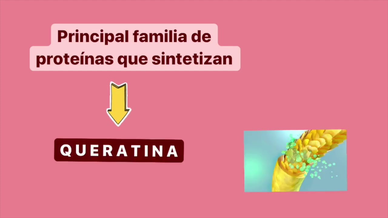 QUERATINOCITO