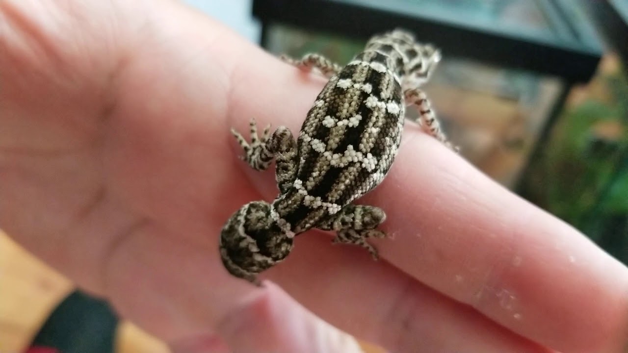 Carrot Tail Viper Gecko