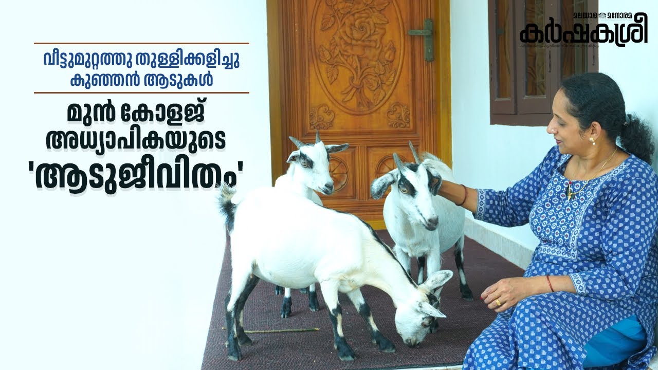 വീട്ടുമുറ്റത്തു തുള്ളിക്കളിച്ചു കുഞ്ഞൻ ആടുകൾ; മുൻ കോളജ് അധ്യാപികയുടെ 'ആടുജീവിതം'