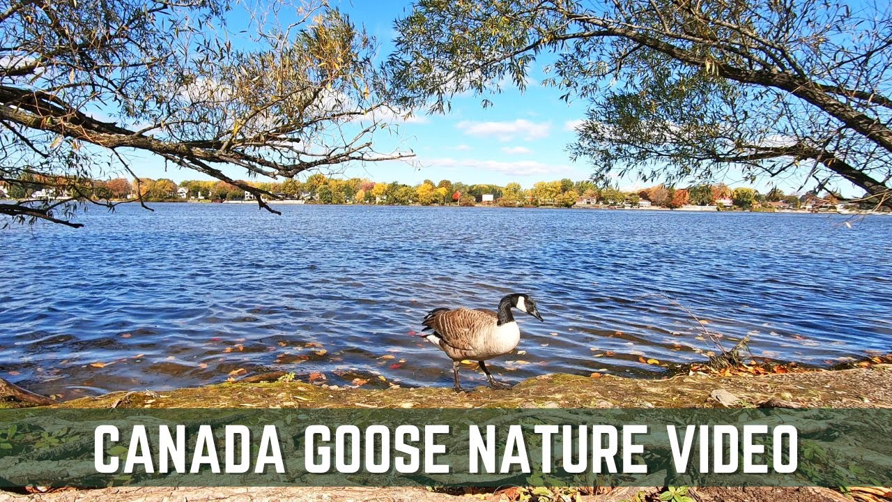 Background Nature Video - No Copyright Nature Video - Canada Goose Free Stock Footage  #royaltyfree