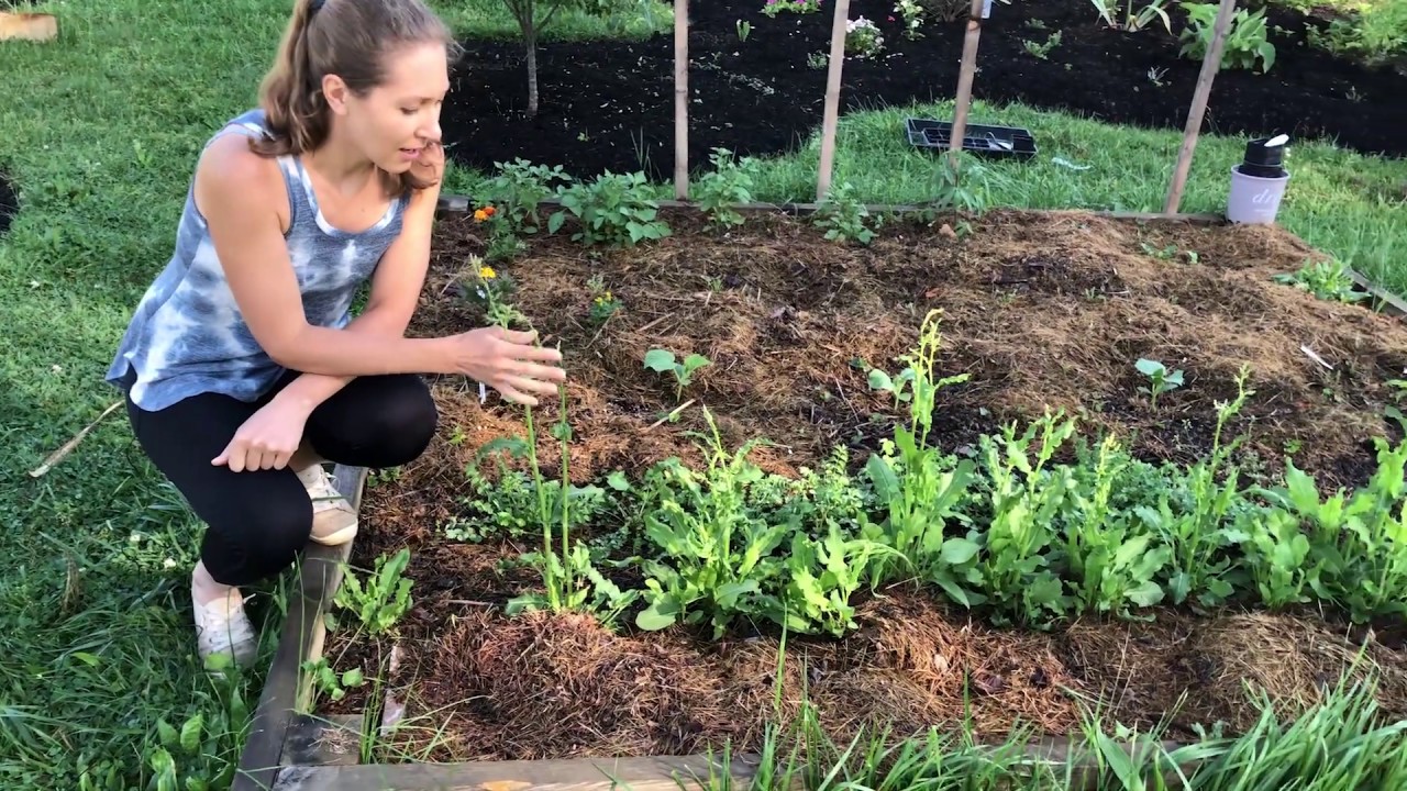 May Permaculture Garden in Pennsylvania
