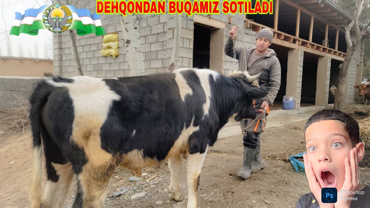 DEHQONDAN 2 BOSH  BOQMA  BUQAMIZ SOTILADI ARZON BULDI