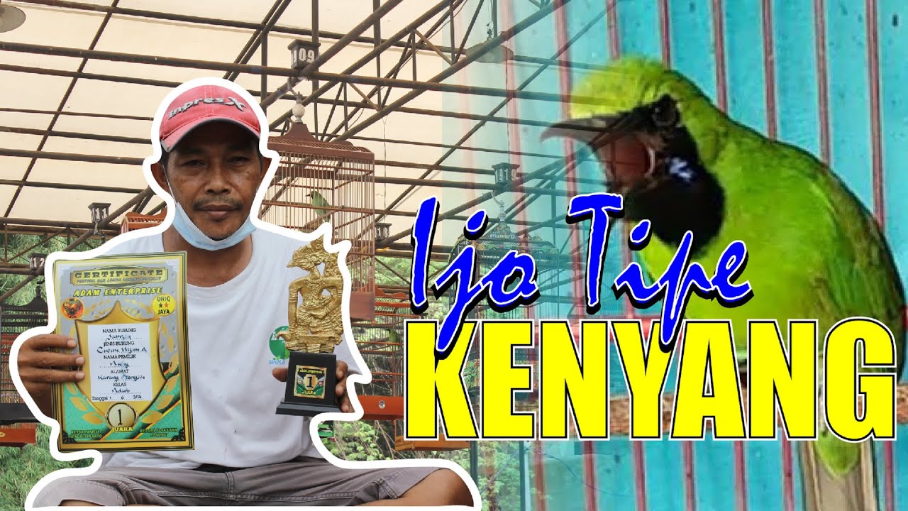 CUCAK IJO TIPE KENYANG DAN LAPAR - BONGKAR SETTINGAN IJO JUARA By HoBi ID