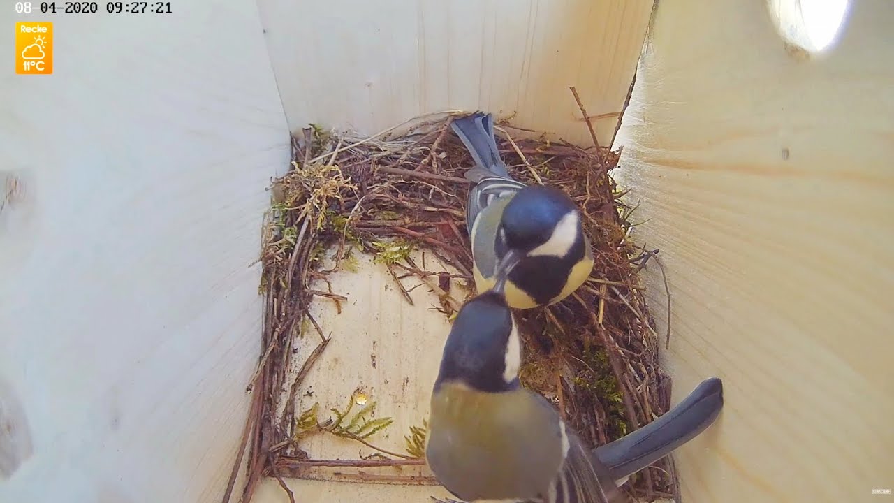Bird Nest Building #1 - Eurasian Great Tit Nestbox 2020 (Recke, Germany) Parus major