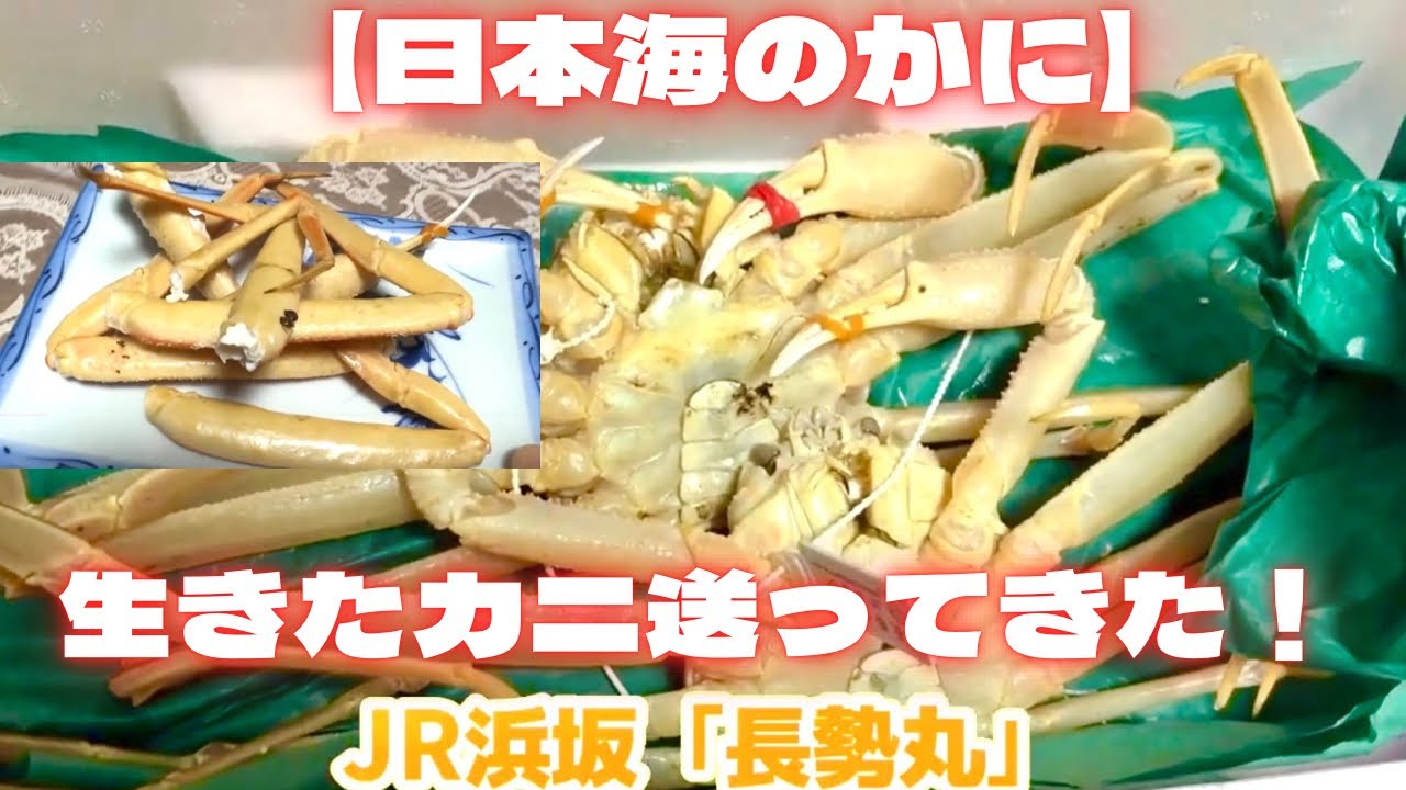 【かに！】日本海直送！生きたカニ送ってきた！　香美町　JR浜坂「長勢丸」