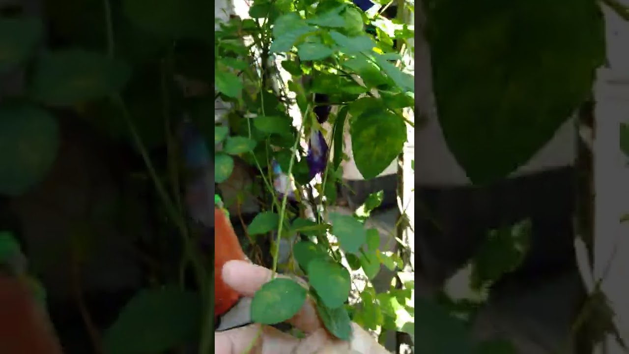 Let's try this herbal plant...Butterfly's pea/or Darwin's pea/or Ternate for diabetic people.