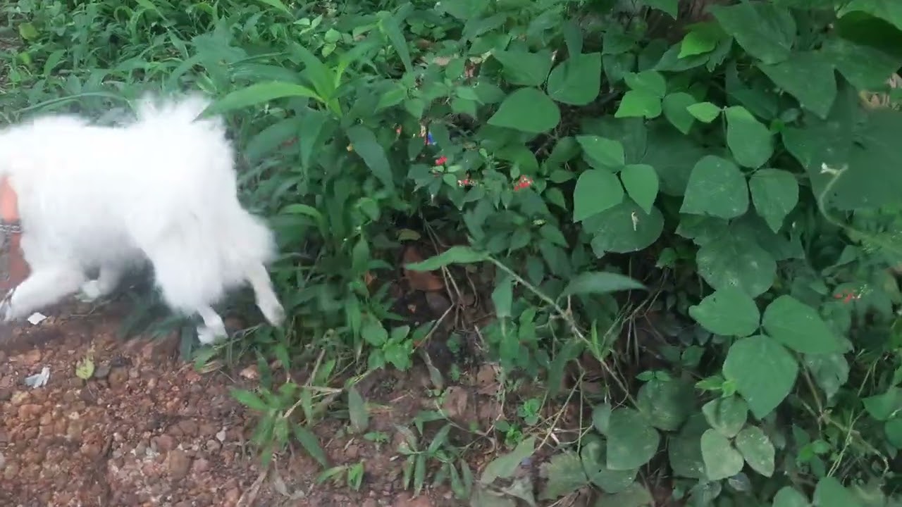 #@petstravel,comedy