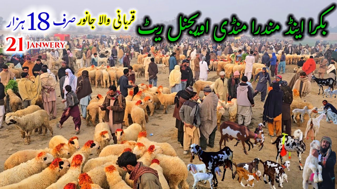 Visit bakra and mundra mandi dera ghazi khan قربانی والے جانور خریدیں صرف 18 ہزار میں بدھ منڈی 