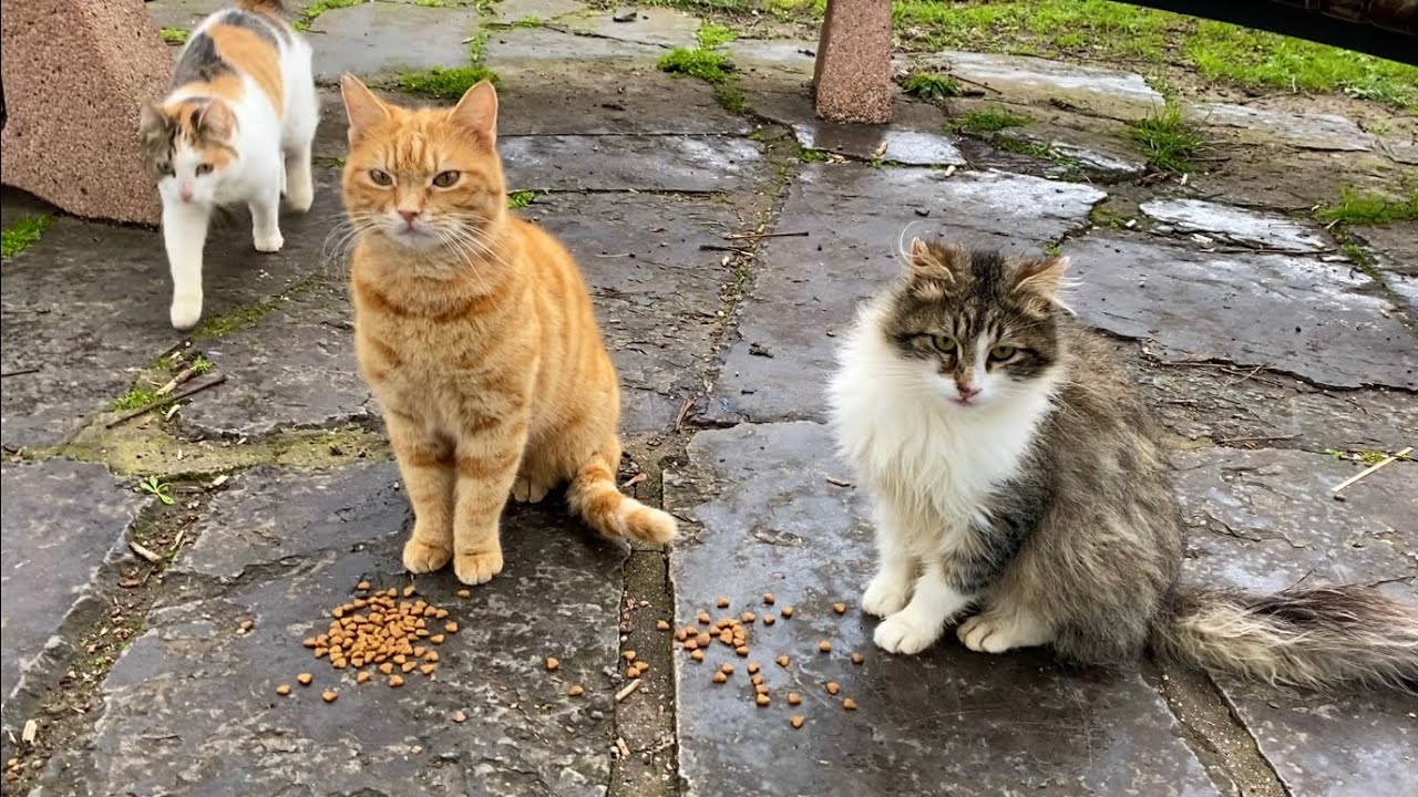 Feeding Hungry Stray Cats in the Park 🐾 | Heartwarming Cat Rescue Moment