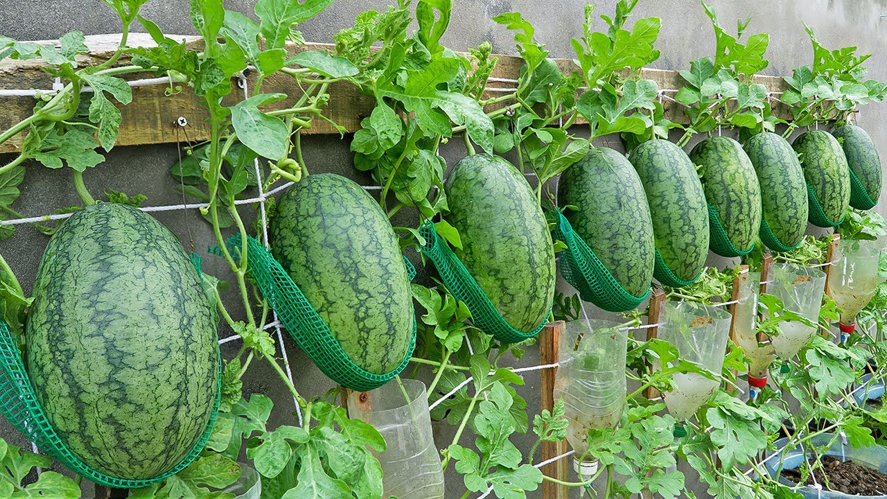 Wall-Mounted Hydroponic Watermelon System, Grow Large Juicy Fruits Easily Without Watering