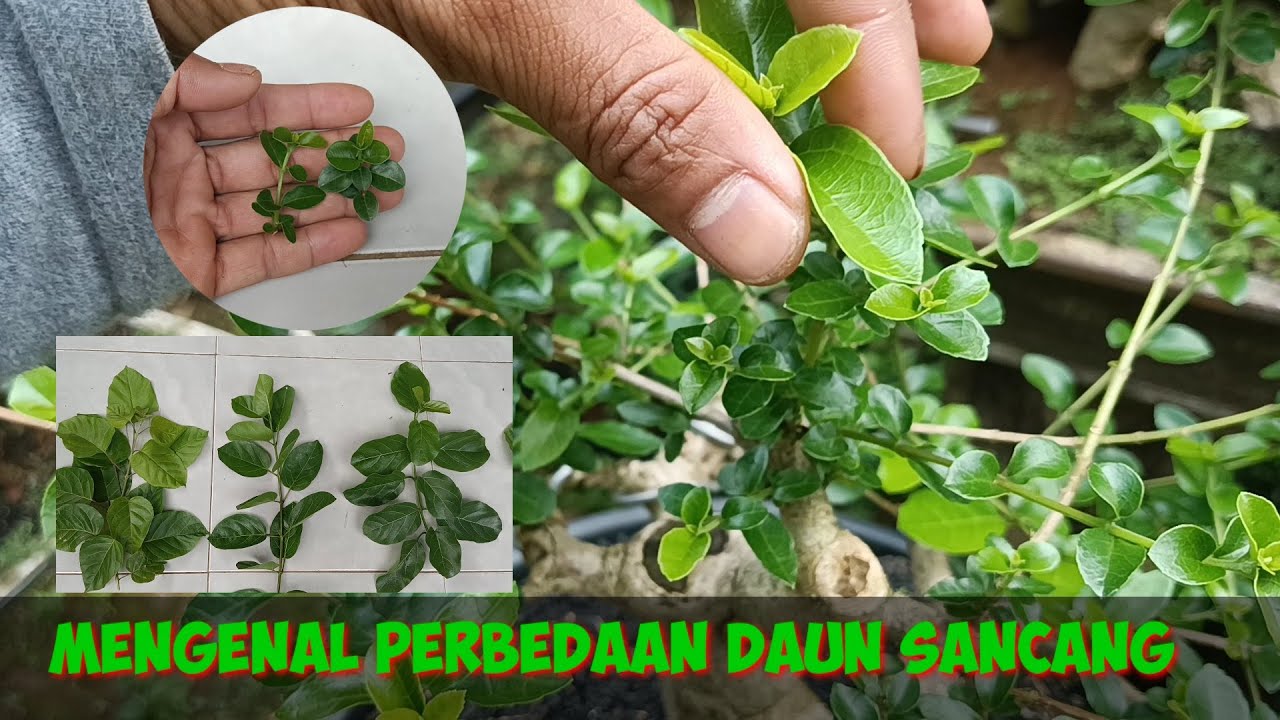 Memahami perbedaan daun sancang