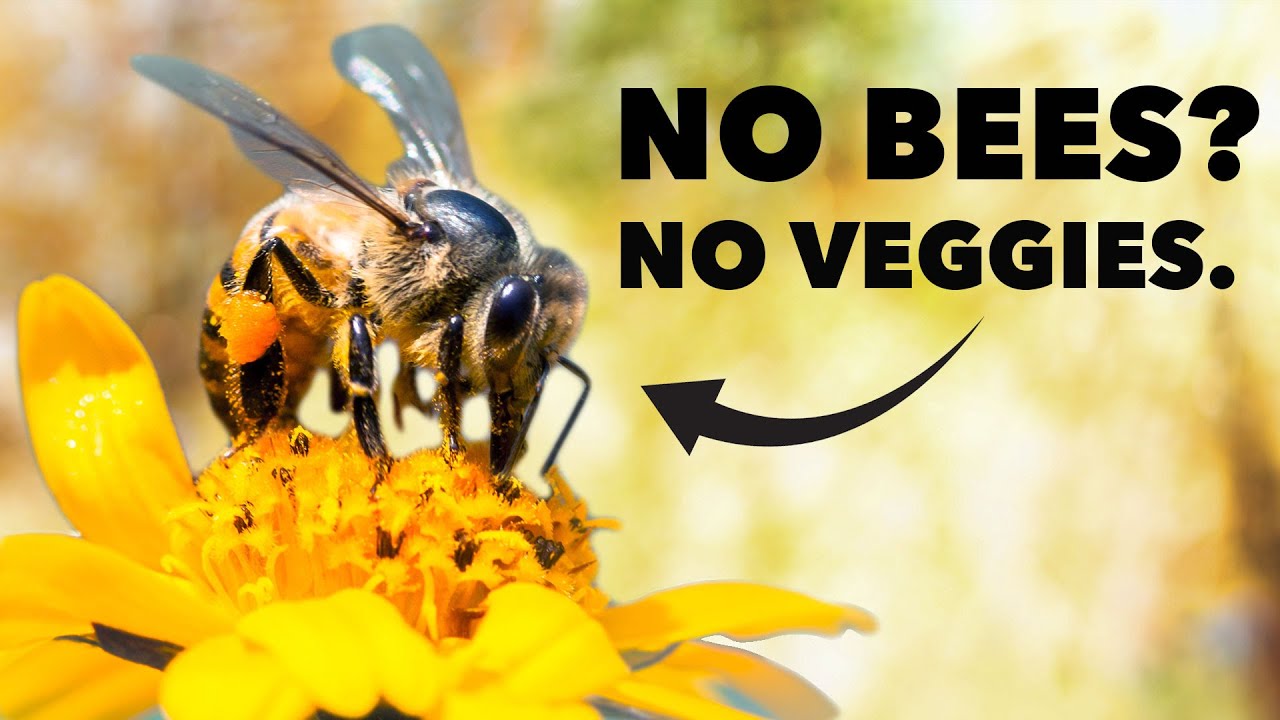 Pollination is Important: Here's Why