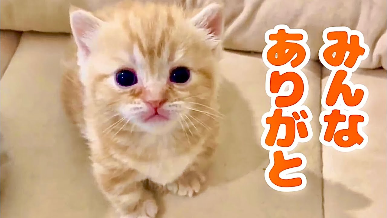 おいらのせいちょうきろくだよ！