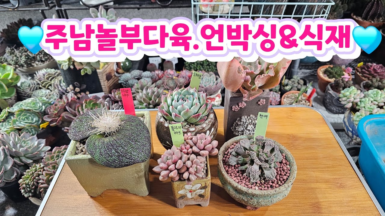 🌸주남놀부다육 언박싱 🌸