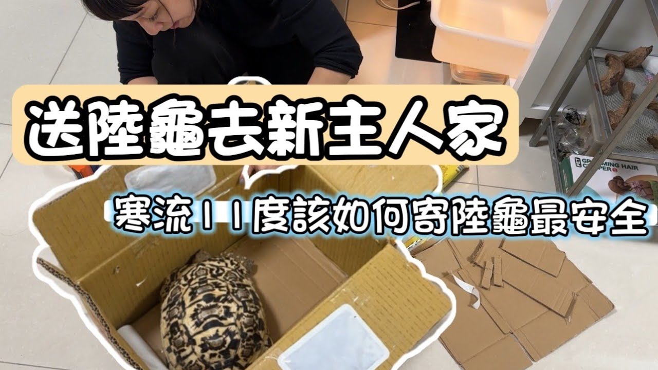 我們賣了一隻龜 要如何在冬天把陸龜安全的寄出 清龜口實錄 寄包陸龜啦