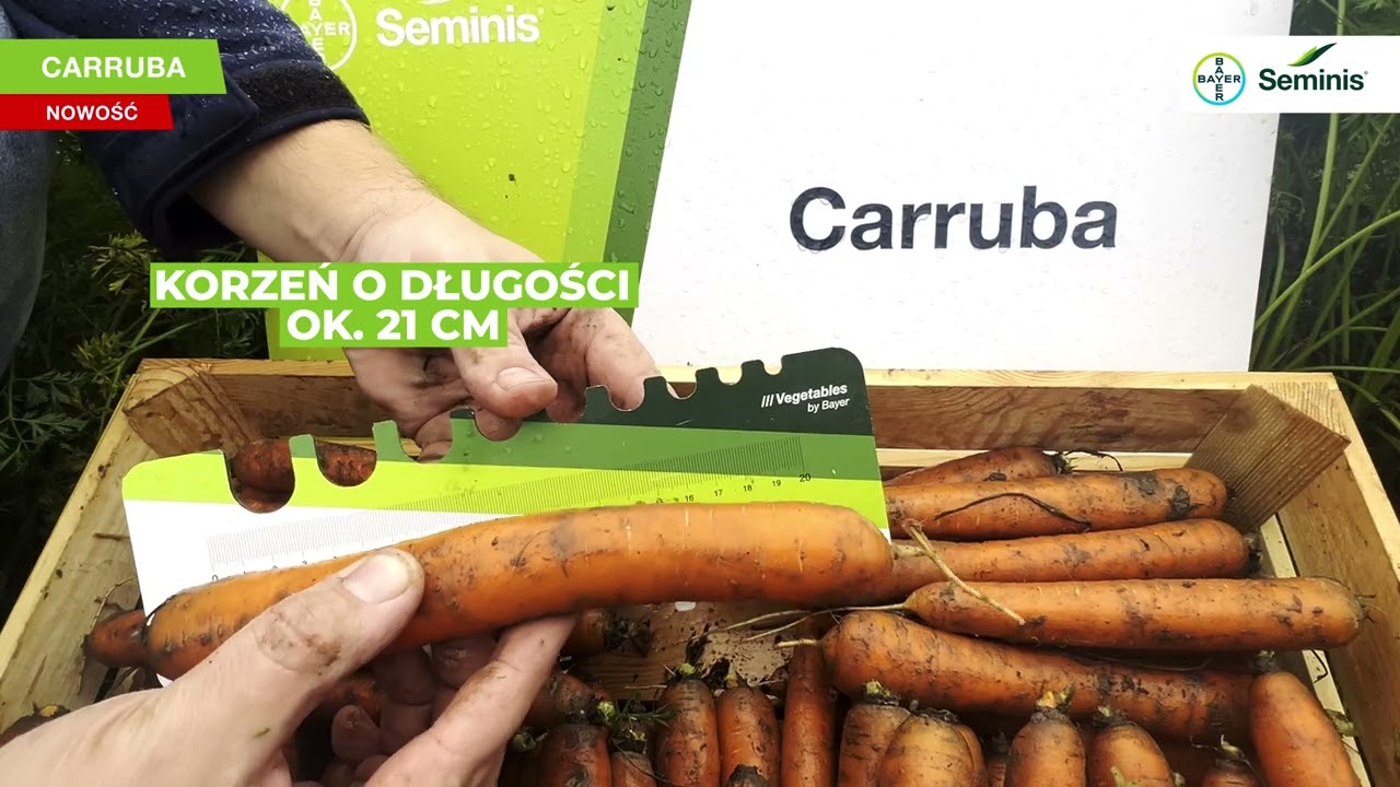 Marchew dla każdego 🥕  CARUBBA Wysoka jakość Twoich plon&oacute;w!
