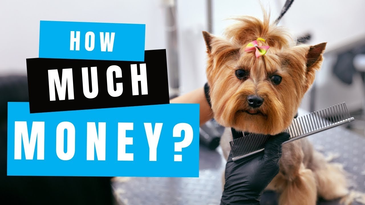 How Much Money Can You Make Owning a Dog Grooming Business?