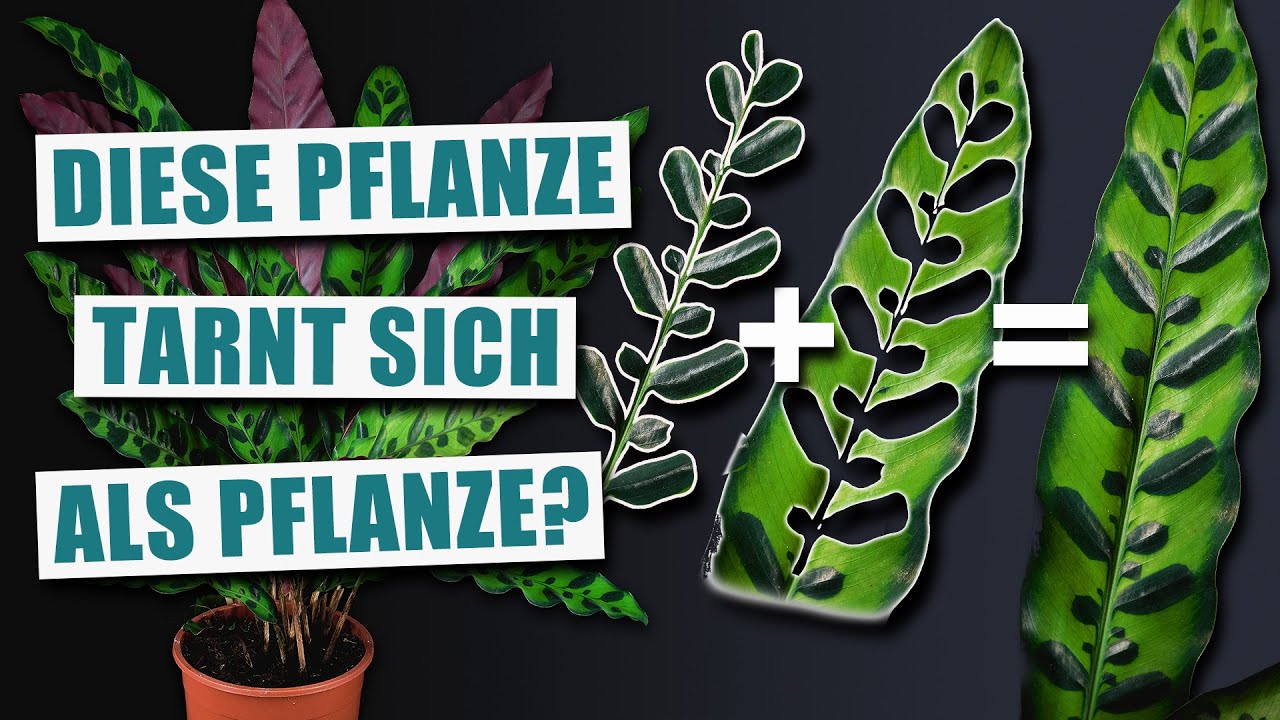 Calathea insignis - Nicht selten aber spannend! | Pflanzen-Portrait