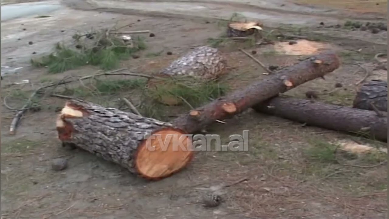Masakra mjedisore në Shëngjin: Dhjetëra pisha të prera në bregdet-(8 Mars 2012)