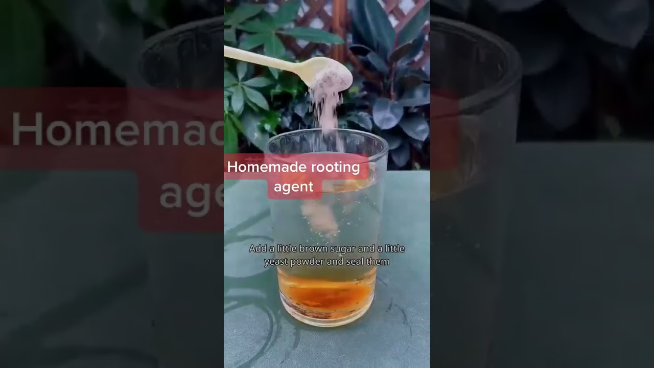 how to make homemade rooting agent