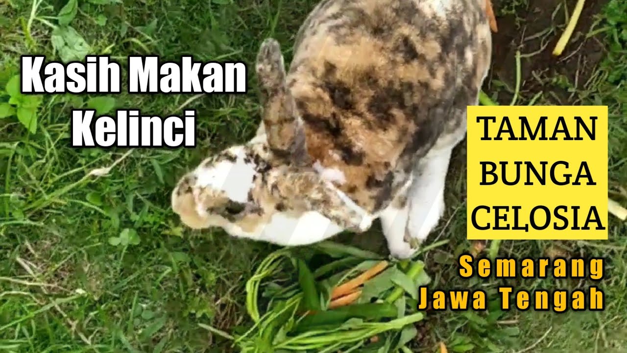 Kasih Makan Kelinci Lucu  di Taman Bunga Celosia - Celosia Garden