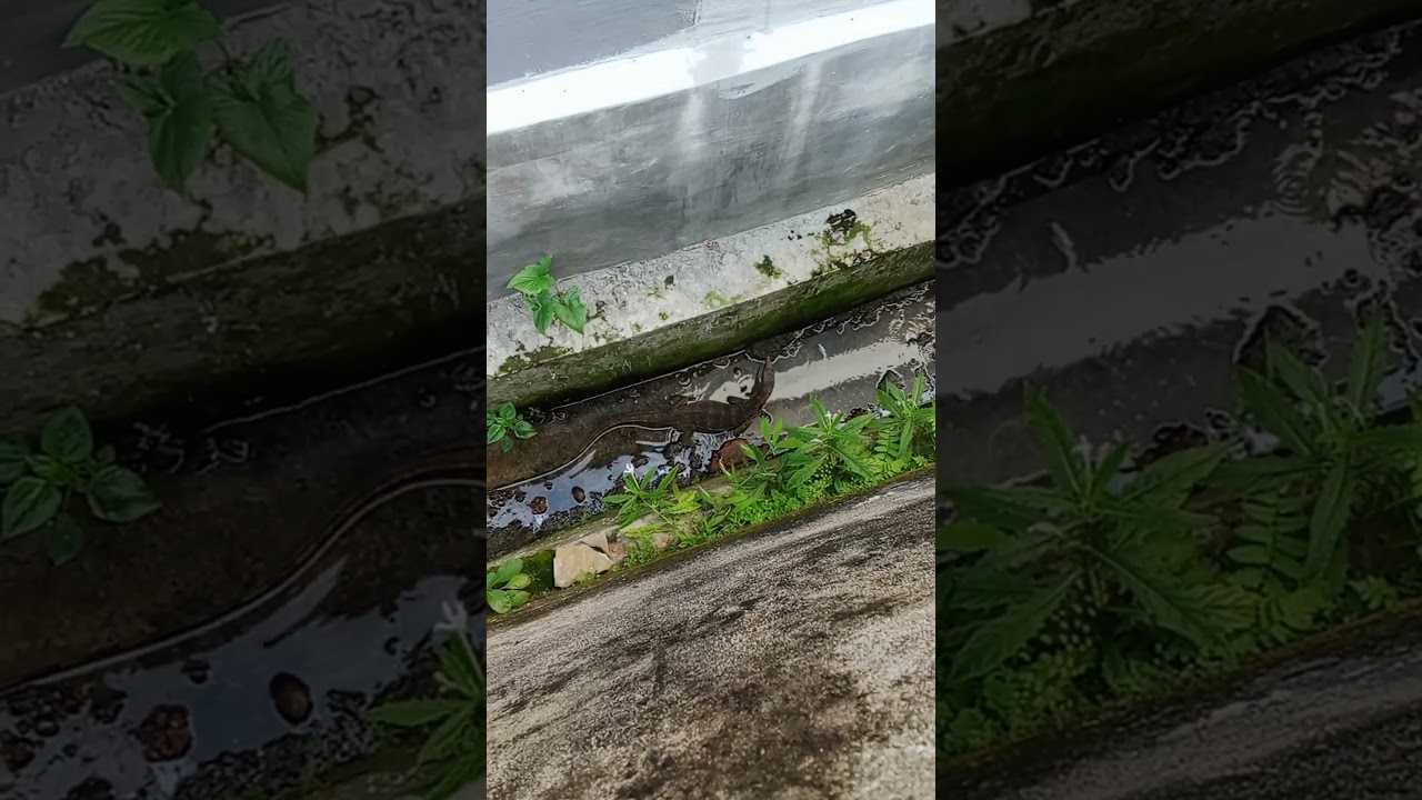 Intip biawak cari mangsa / Satwa liar / short