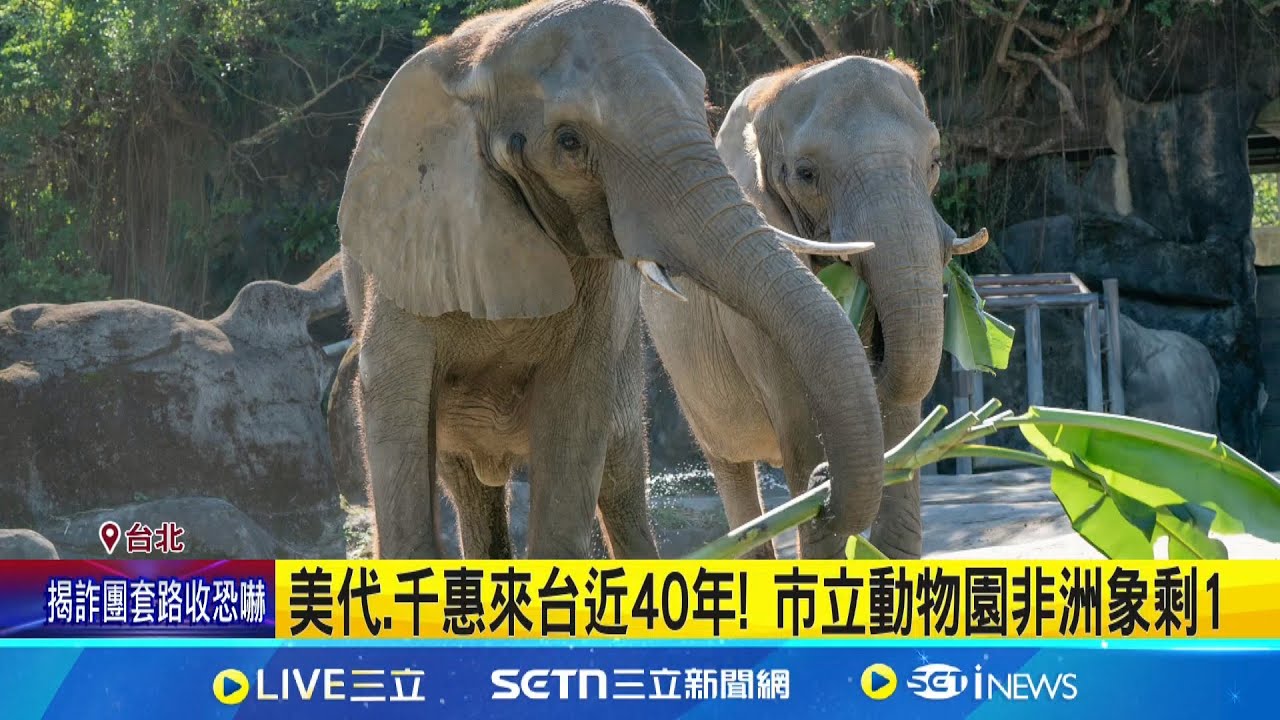 坐下無法站立.脫水 42歲非洲象
