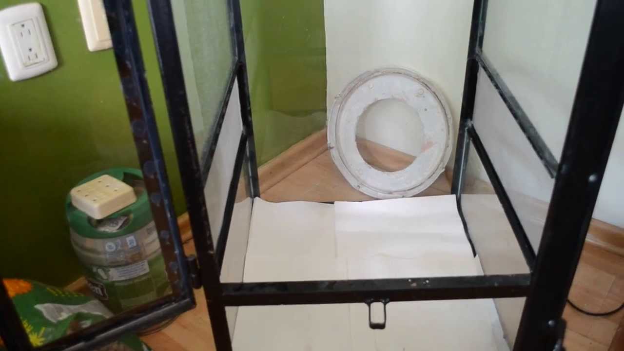 cuidados básicos de un gecko crestado