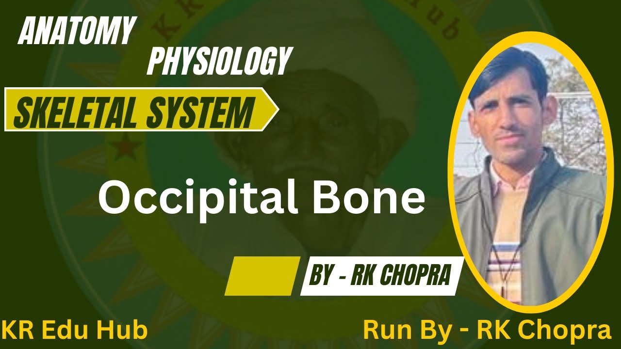 Occipital Bone  // Skull // Cranial Bone// @KREduHub ​