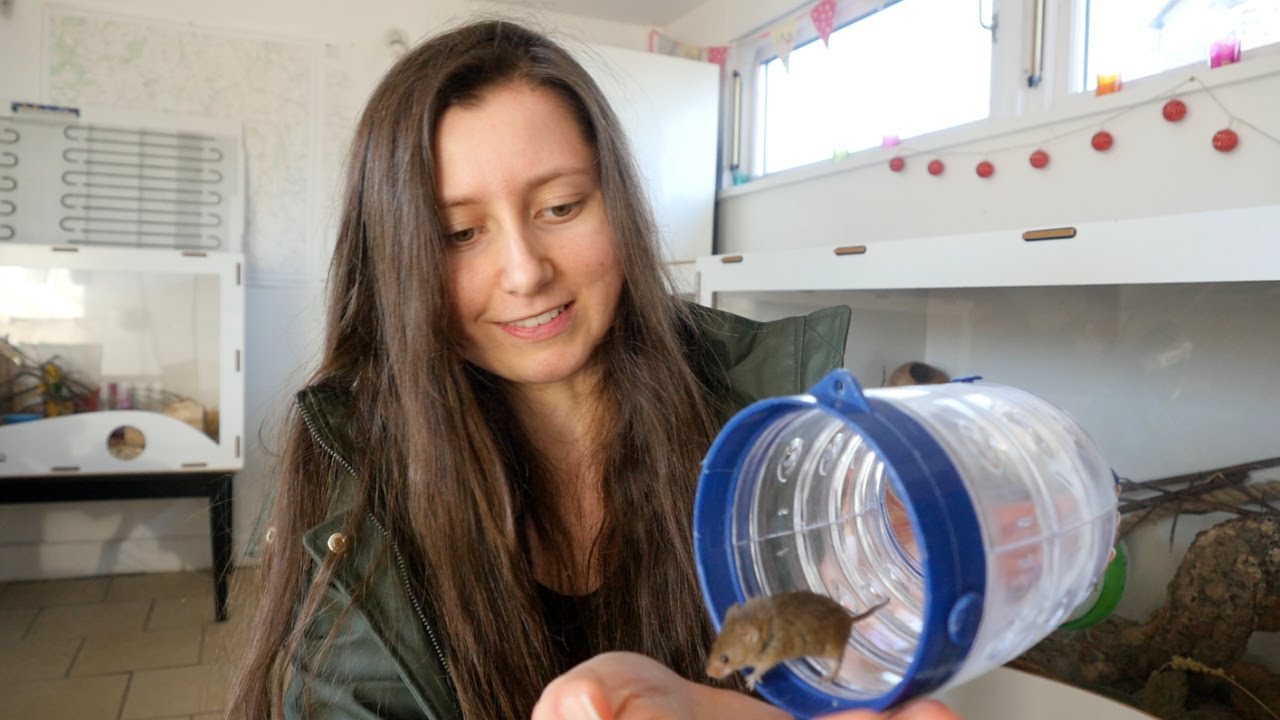 Harvest Mice as Pets?! Caring For These Tiny Rodents