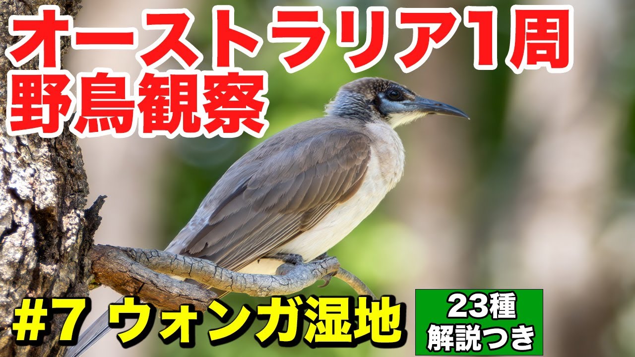 オーストラリア1周野鳥観察vlog#7ウォンガ湿地(解説付き)