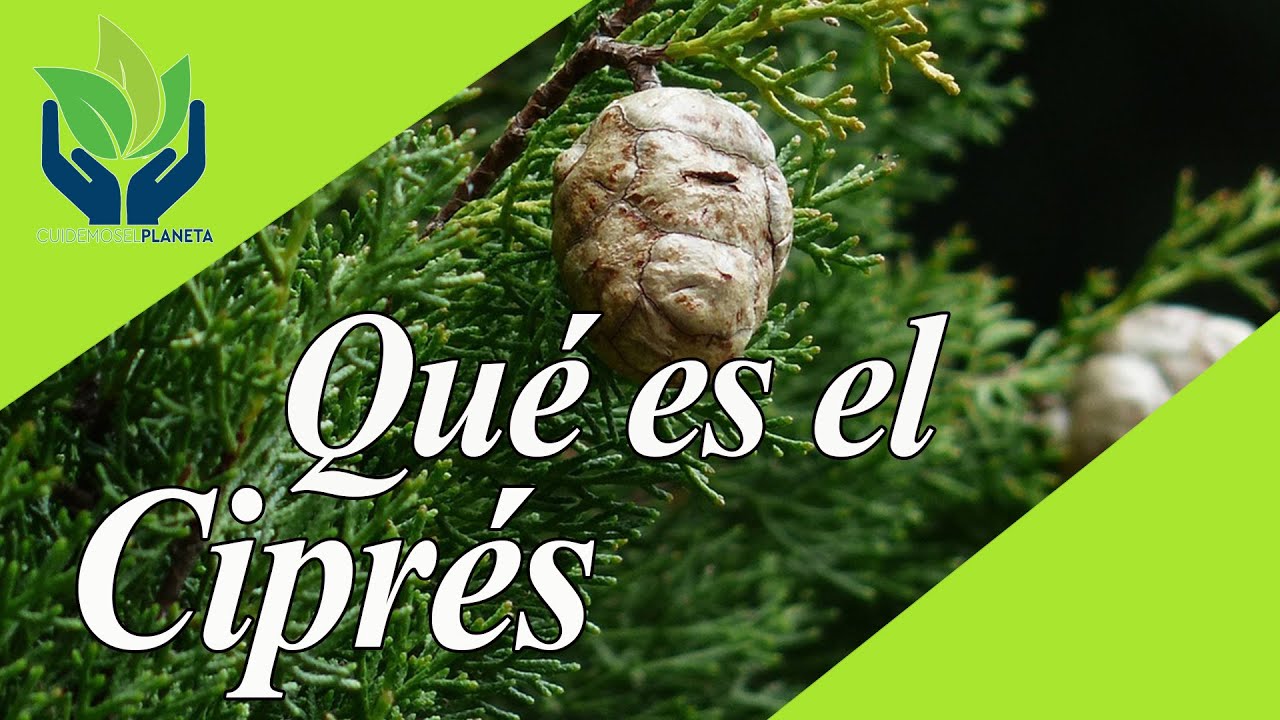 Cipr&eacute;s: caracter&iacute;sticas, tipos, misterios, crecimiento, usos...