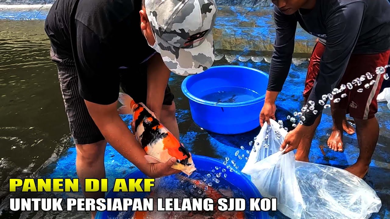 PANEN IKAN KOI JUMBO DI AKF UNTUK BAHAN LELANG SJD KOI MAGELANG