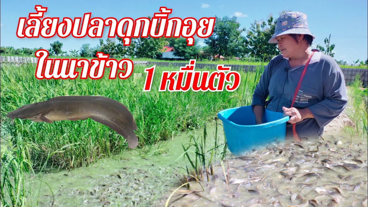 เลี้ยงปลาดุกบิ้กอุยในนาข้าว เลี้ยง 1หมื่นตัว เลี้ยงง่ายโตเร็ว เลี้ยงกึ่งธรรมชาติ