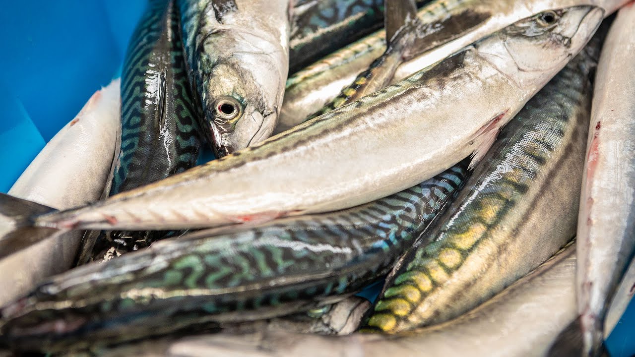 VÍDEO CAMPAÑA VERDEL/CABALLA ASTURPESCA_ ESPAÑOL