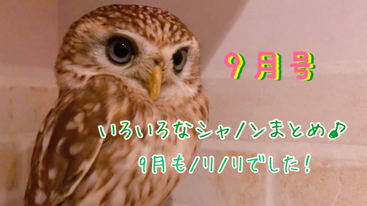 コキンメフクロウ@シャノンまとめ9月号 #47【Shannon's Daily Life】