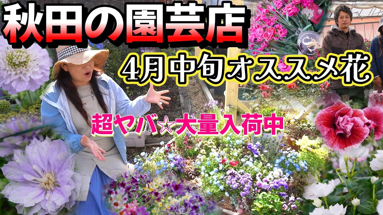 【ガーデニング】秋田にこんな花入るんだ！！並べては消える驚きの花乱舞開幕