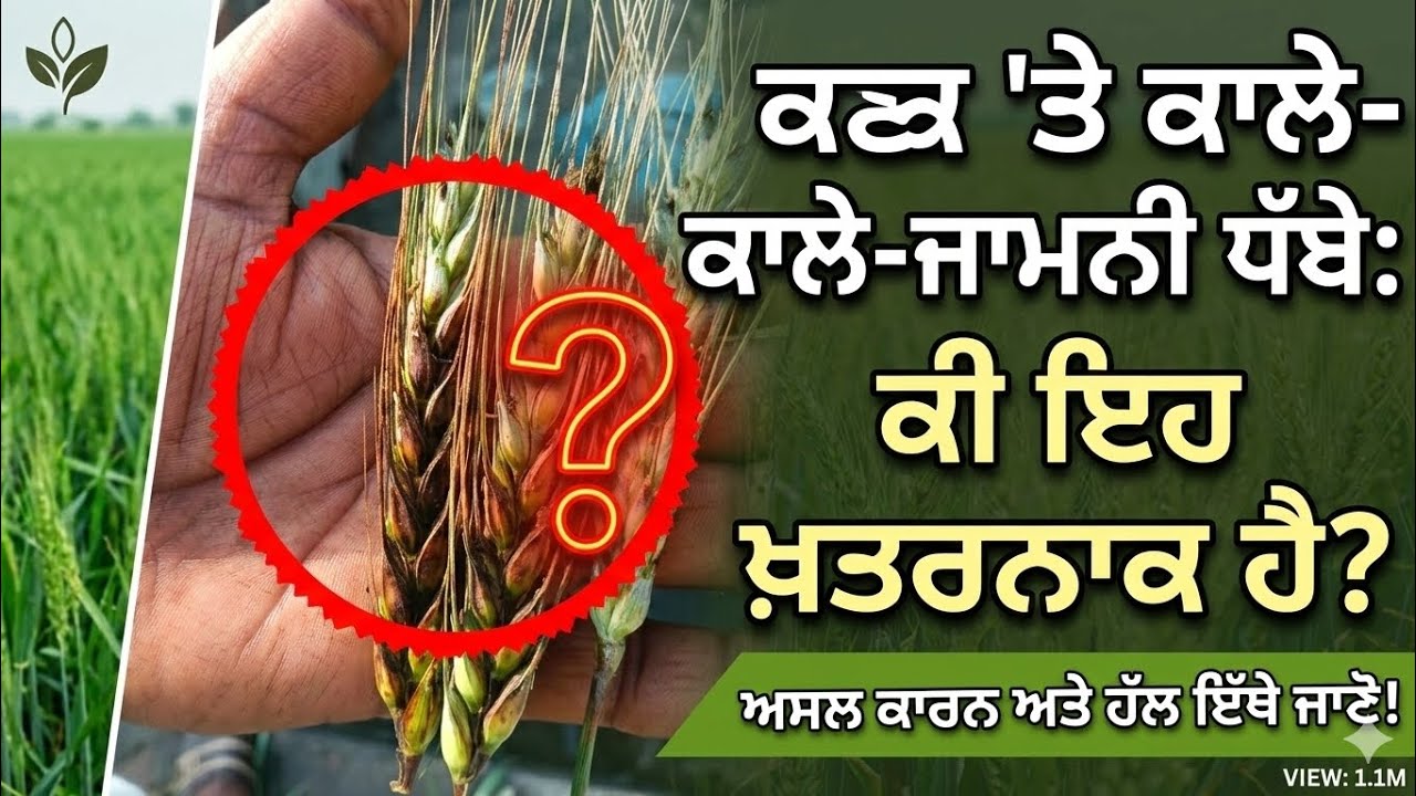 Purple black spots on wheat spikelets ਕਣਕ 'ਤੇ ਕਾਲੇ-ਜਾਮਨੀ ਧੱਬੇ: ਅਸਲ ਕਾਰਨ ਅਤੇ ਹੱਲ  ਜਾਣੋ