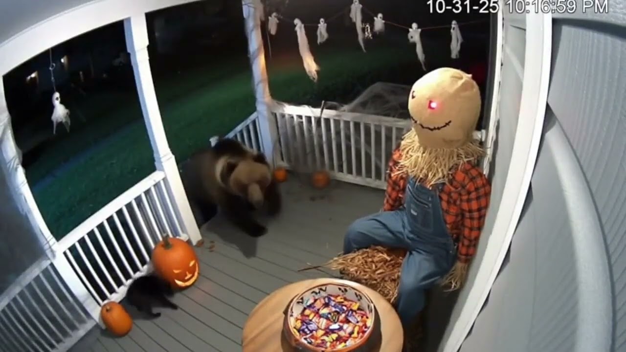 Halloween CCTV Horror: Bear & Cat Scared by Scarecrow &ndash; Funny Spooky Moment