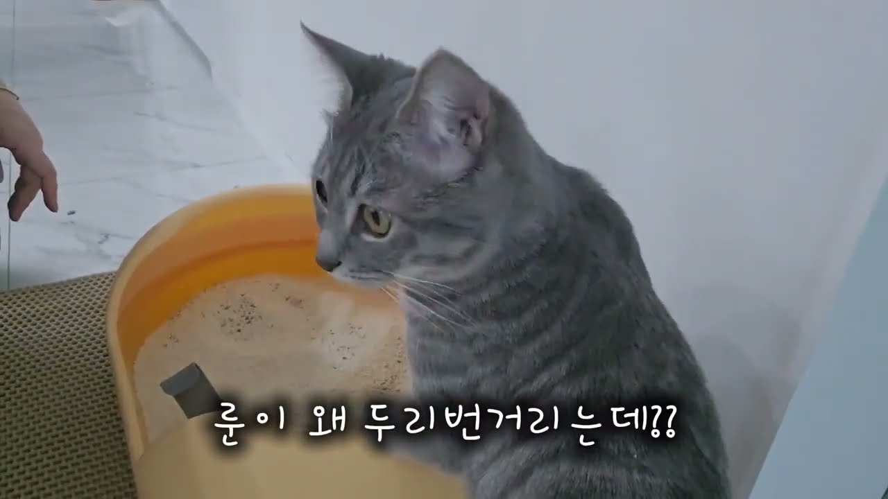 우리사랑이대로. 늘 함께 붙어있는 룬과 아리. 응가통 대청소하는날