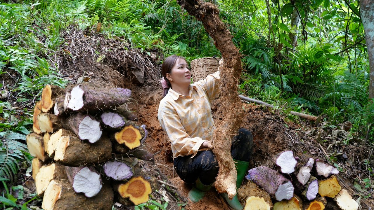 Amazing! Harvest Giant Yams In The Forest - Goes To The Highlands Market, farm life