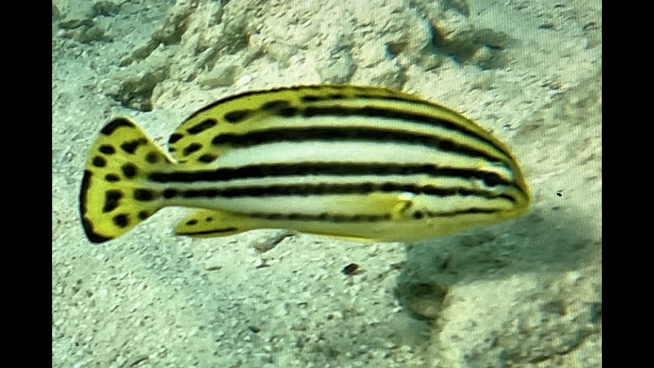 Marsa Alam - Baie de Mubarak + Resort Fayrouz