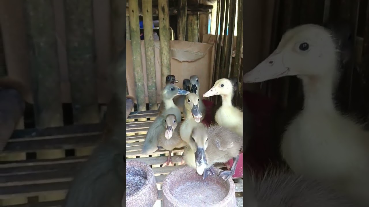 #ducklings#ducks #duckling#itik  #animalshorts #animallover #animalsvideo