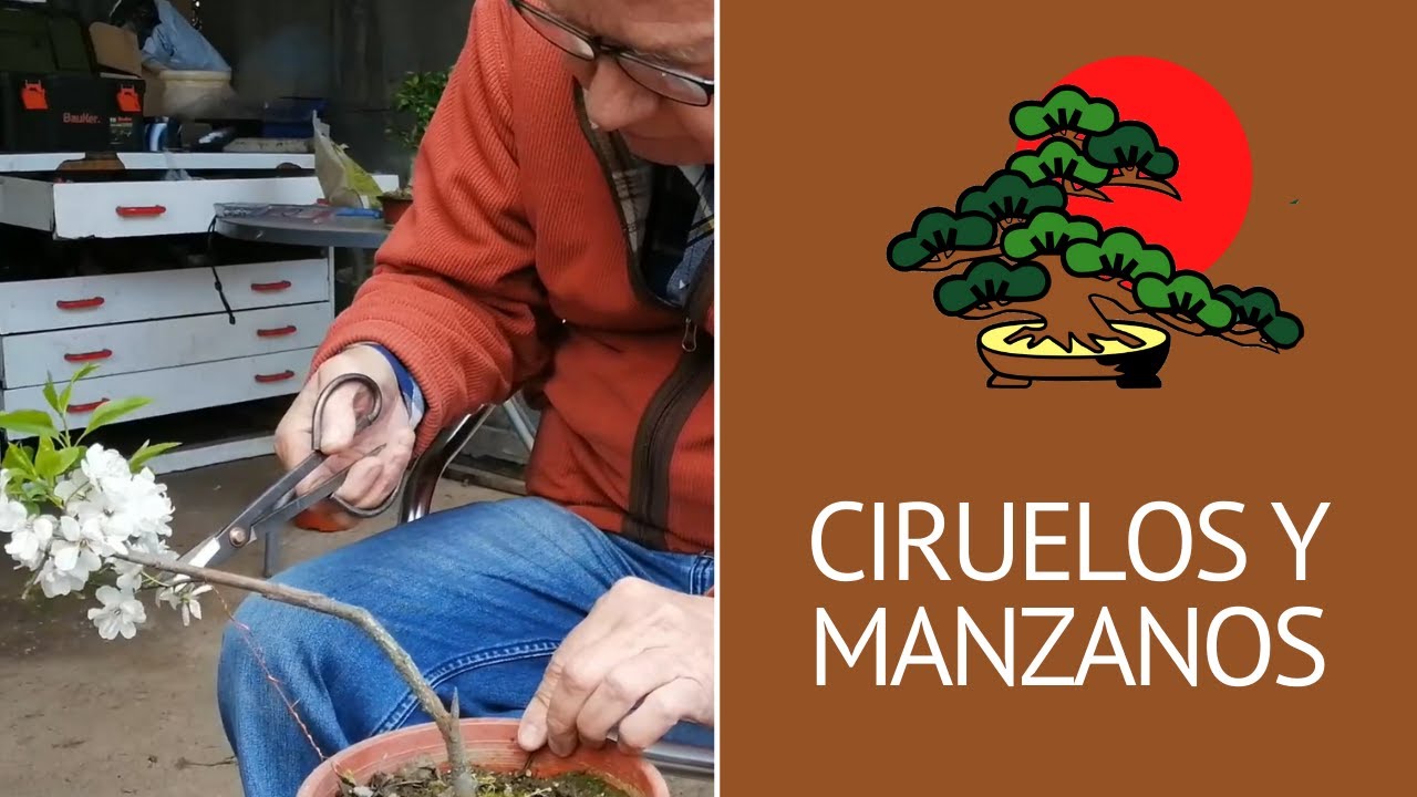 Tratamientos de ciruelo, cerezo y manzano