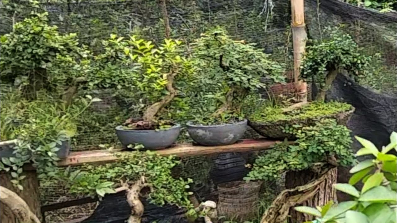 Terlihat seperti semak belukar ternyata kumpulan bonsai yang tersembunyi