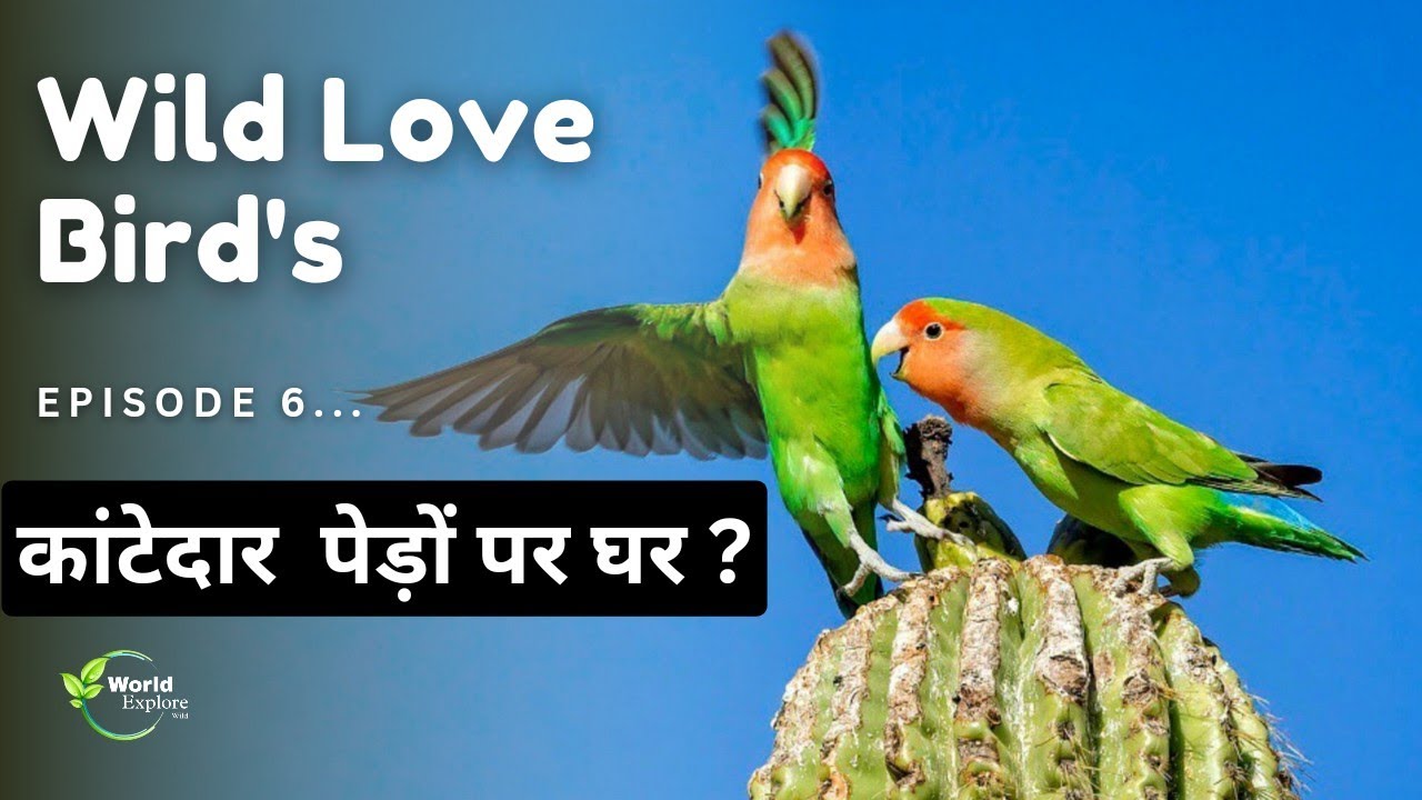 The Wild Rosy faced love bird Parrot Lifestyle | Episode 6 | Hindi documentary.
