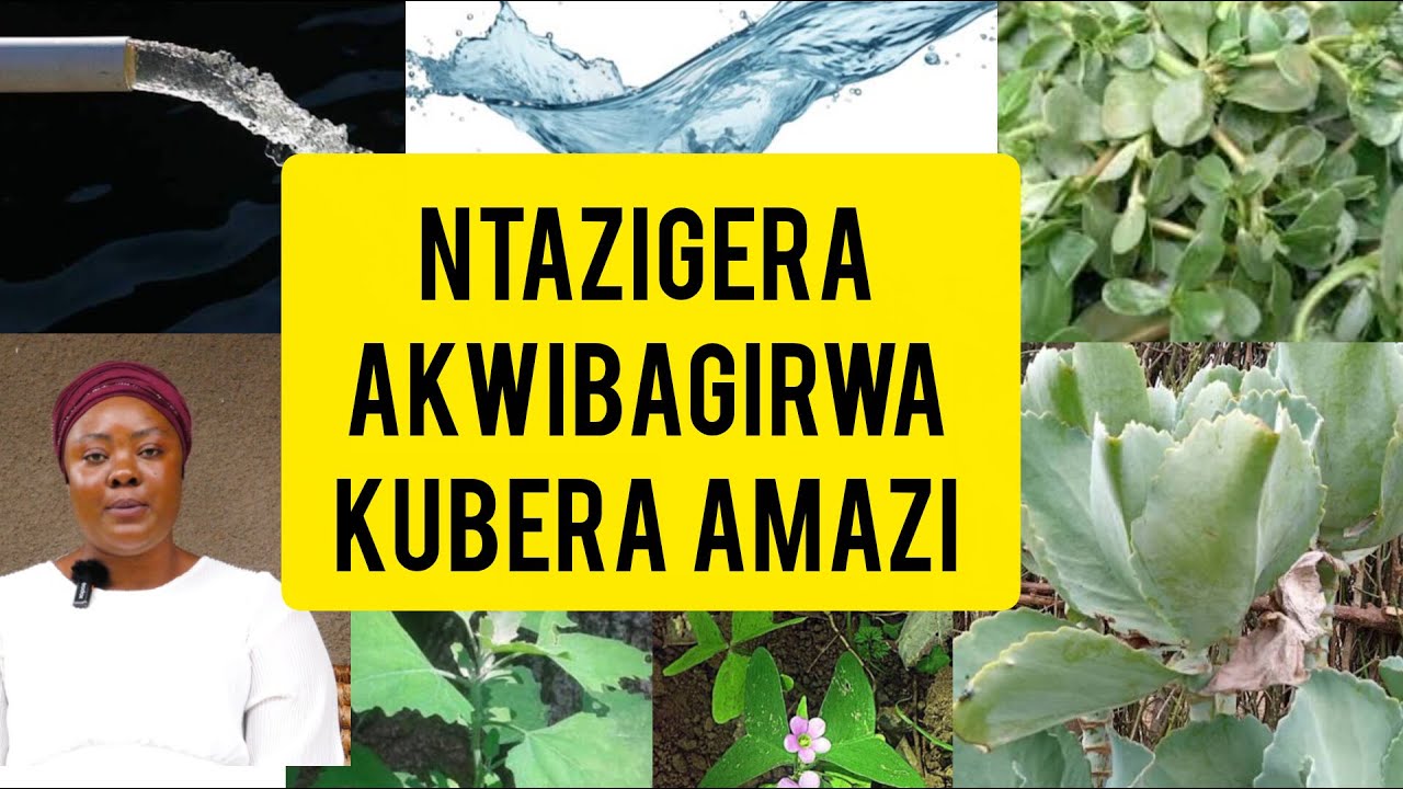 UMUTI W'AMAVANGINGO : WUKORESHE NAWE UVOMESHE #UMUTI