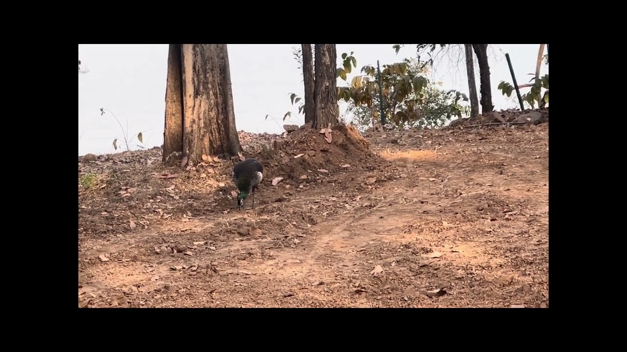 Debrigarh Wildlife Sanctuary,Bargarh Odisha Indian 🇮🇳 #animals #wildanimals #debrigarh #safarilife 