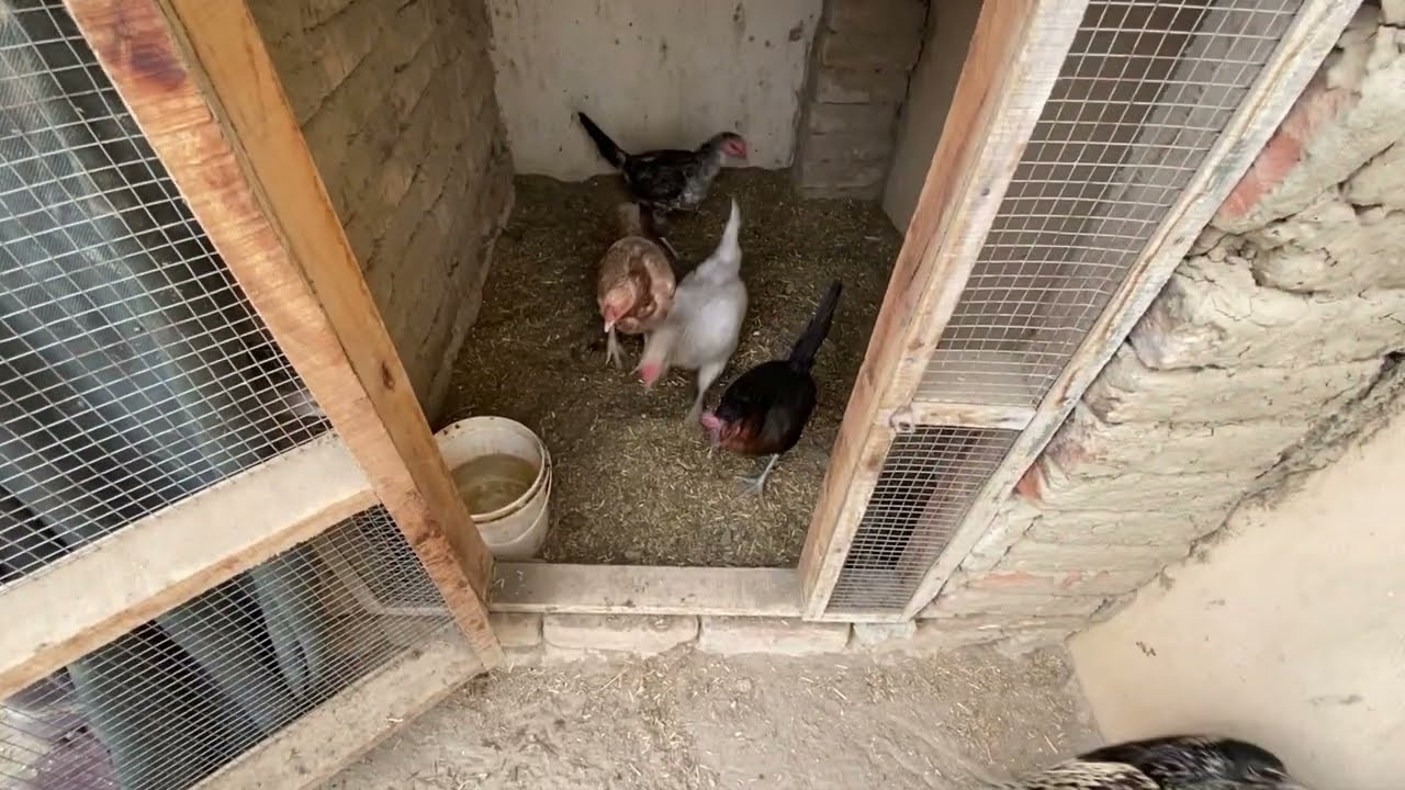Sultan aor sheery ka match karwya //  sheera dar giya //salo pet house daily routine