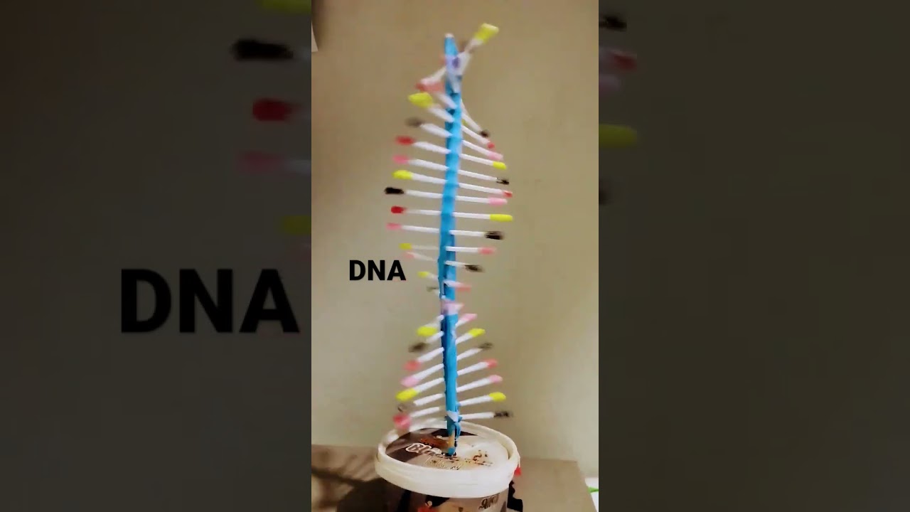 Rotating DNA model #dna #sciencefairideas #scienceproject